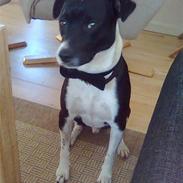 Dansk svensk gaardhund Kenzo