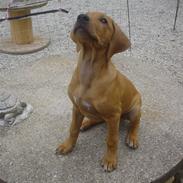 Rhodesian ridgeback Mbwa Mzuri´s Badili