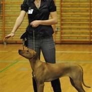 Rhodesian ridgeback Mbwa Mzuri´s Badili