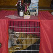 Rhodesian ridgeback Mbwa Mzuri´s Badili