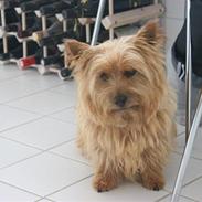 Norwich terrier Marie