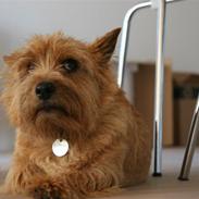 Norwich terrier Marie