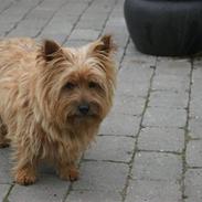 Norwich terrier Marie