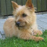 Norwich terrier Marie