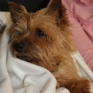 Norwich terrier Marie