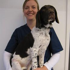 Gammel dansk hønsehund Rakke