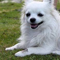Chihuahua } Rocco