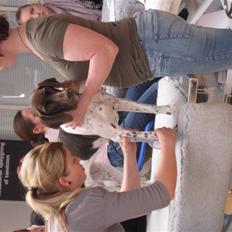 Gammel dansk hønsehund Rakke