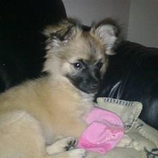 Blanding af racer Kenzo