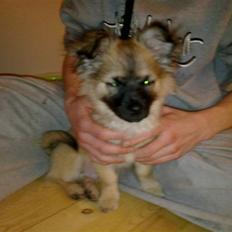 Blanding af racer Kenzo