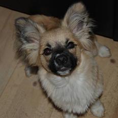 Blanding af racer Shorty