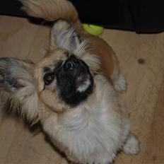 Blanding af racer Shorty