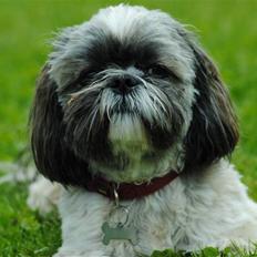 Shih tzu Taybes Faust 