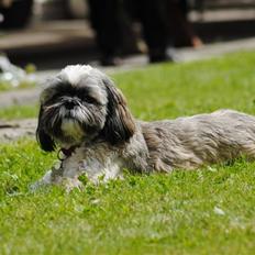 Shih tzu Taybes Faust 