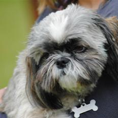 Shih tzu Taybes Faust 