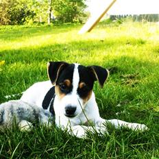 Jack russell terrier Anton