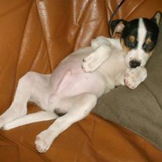 Jack russell terrier Anton