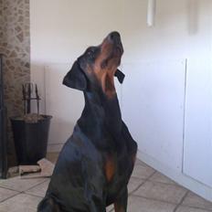 Dobermann Baskerne´s Amok