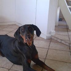 Dobermann Baskerne´s Amok