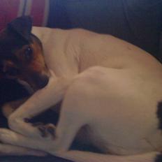 Dansk svensk gaardhund Hanni   R.I.P ...