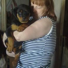Rottweiler bamse