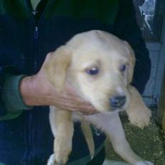 Labrador retriever odin