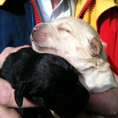 Labrador retriever odin