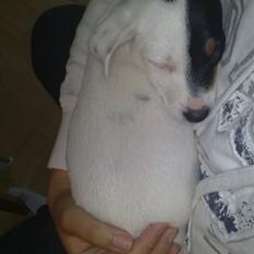 Blanding af racer Luna