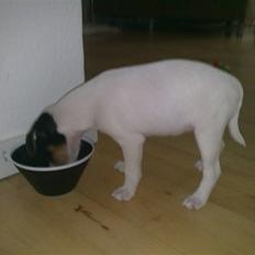 Blanding af racer Luna