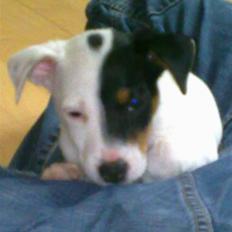 Blanding af racer Luna