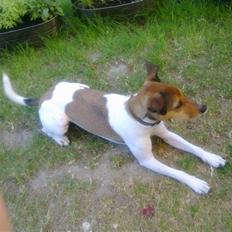 Parson russell terrier buster