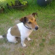 Parson russell terrier buster