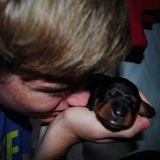 Gravhund Tornado SOLGT