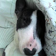Bullterrier miniature Oscar
