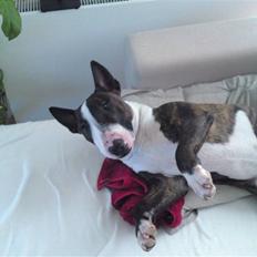 Bullterrier miniature Oscar