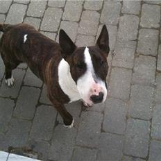 Bullterrier miniature Oscar