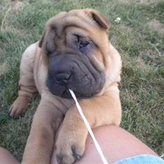 Shar pei Hulliga-Hulda