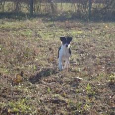Jack russell terrier Tessa