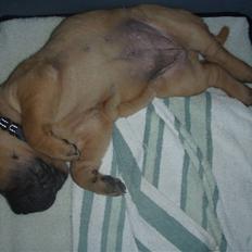 Shar pei Hulliga-Hulda