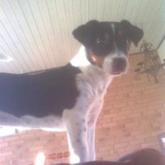 Jack russell terrier Tessa