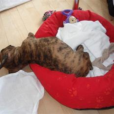 Fransk bulldog Bertha