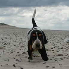 Basset hound Bjasto's Alive (LULU)