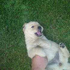 Golden retriever Fie