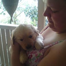 Golden retriever Fie