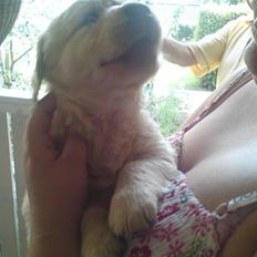 Golden retriever Fie