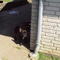 Fransk bulldog Arnold