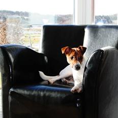 Dansk svensk gaardhund Felix