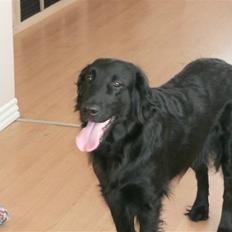 Flat coated retriever Molly