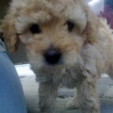Blanding af racer Louie<3