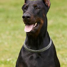Dobermann R.I.P Zigga